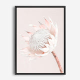 Shop Pastel Protea I Photo Canvas Print a floral themed photography framed stretched canvas print from The Print Emporium wall artwork collection - Buy Australian made prints for the home and your interior decor space, TPE-598-CA-35X46-NF