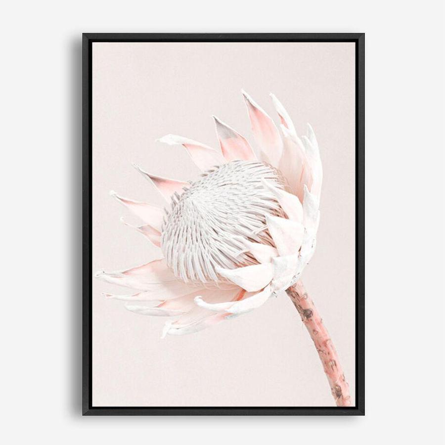 Shop Pastel Protea I Photo Canvas Print a floral themed photography framed stretched canvas print from The Print Emporium wall artwork collection - Buy Australian made prints for the home and your interior decor space, TPE-598-CA-35X46-NF