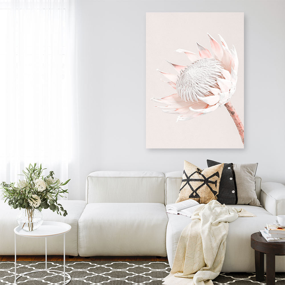 Shop Pastel Protea I Photo Canvas Print a floral themed photography framed stretched canvas print from The Print Emporium wall artwork collection - Buy Australian made prints for the home and your interior decor space, TPE-598-CA-35X46-NF