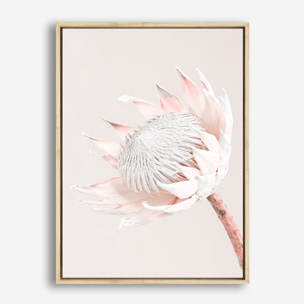 Buy Pastel Protea I Photo Art Print