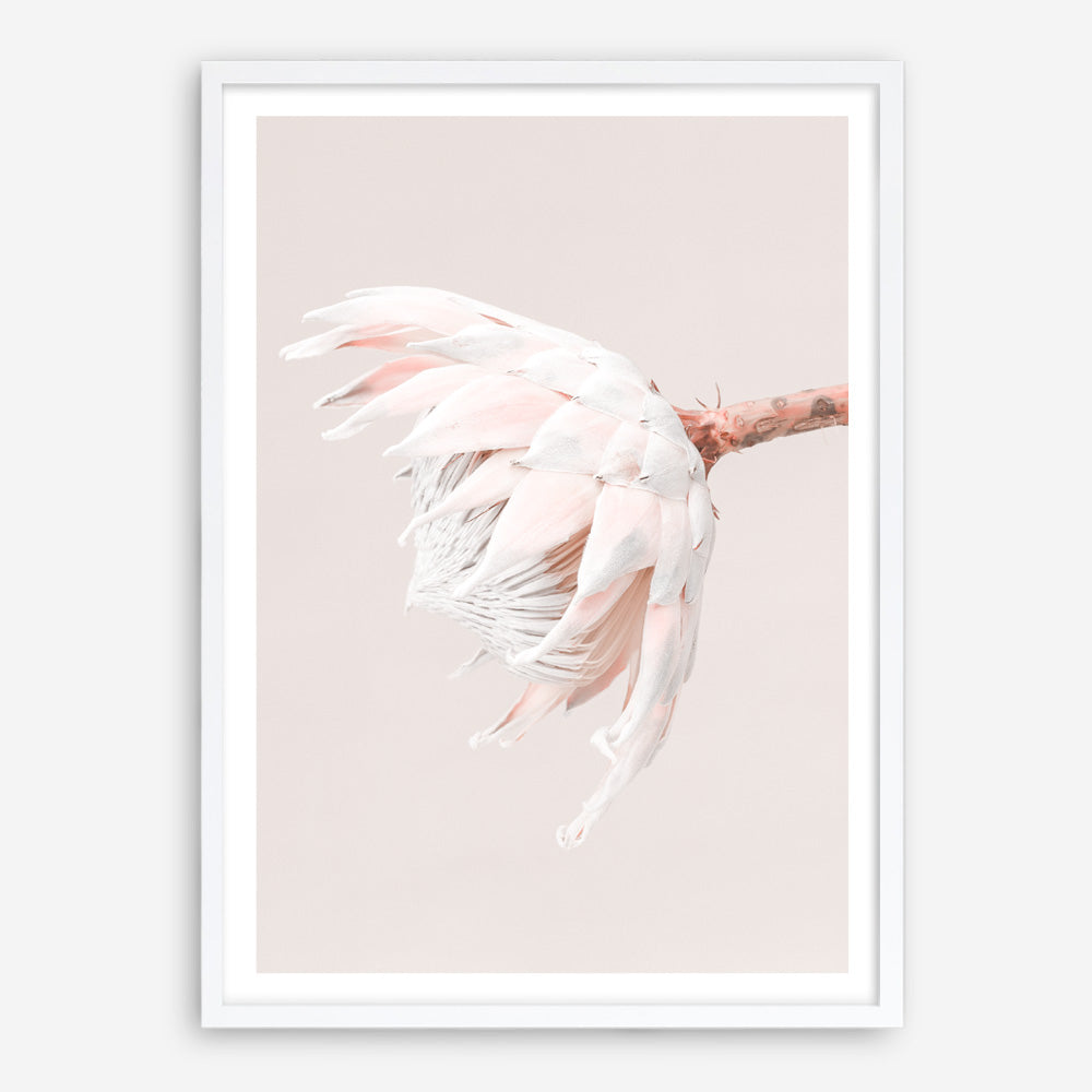 Buy Pastel Protea II Photo Art Print | The Print Emporium®