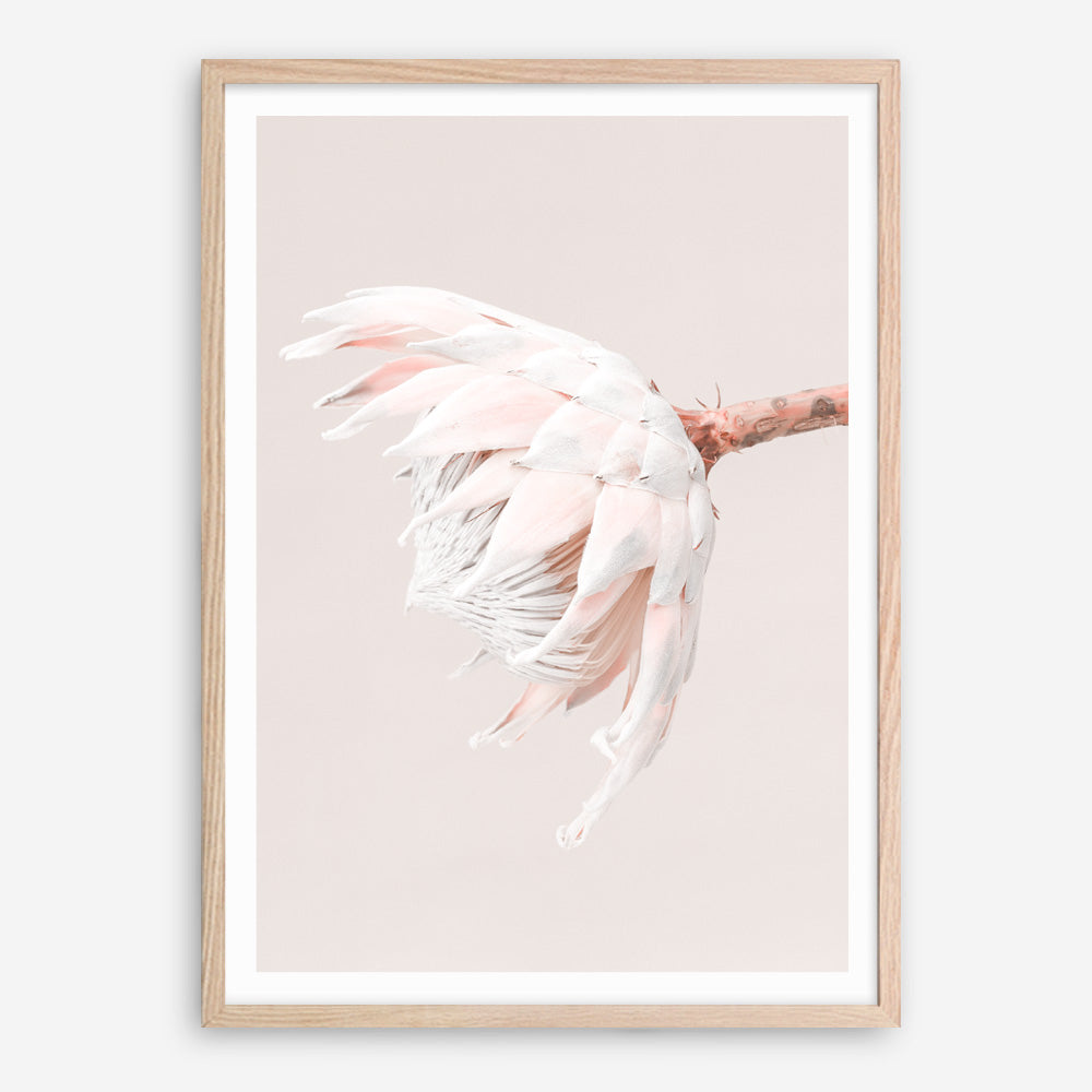 Shop Pastel Protea II Photo Art Print a floral themed photography wall art print from The Print Emporium wall artwork collection - Buy Australian made fine art poster and framed prints for the home and your interior decor room, TPE-599-AP