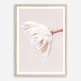 Shop Pastel Protea II Photo Art Print a floral themed photography wall art print from The Print Emporium wall artwork collection - Buy Australian made fine art poster and framed prints for the home and your interior decor room, TPE-599-AP