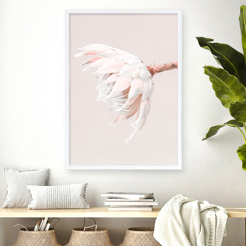Shop Pastel Protea II Photo Art Print a floral themed photography wall art print from The Print Emporium wall artwork collection - Buy Australian made fine art poster and framed prints for the home and your interior decor room, TPE-599-AP