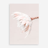 Shop Pastel Protea II Photo Art Print a floral themed photography wall art print from The Print Emporium wall artwork collection - Buy Australian made fine art poster and framed prints for the home and your interior decor room, TPE-599-AP