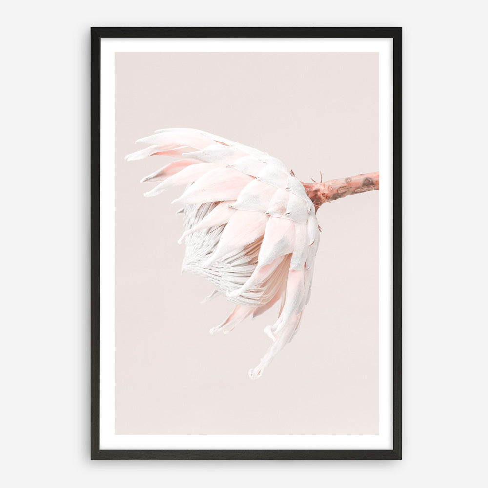 Shop Pastel Protea II Photo Art Print a floral themed photography wall art print from The Print Emporium wall artwork collection - Buy Australian made fine art poster and framed prints for the home and your interior decor room, TPE-599-AP