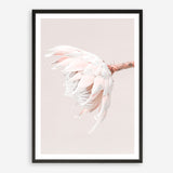 Shop Pastel Protea II Photo Art Print a floral themed photography wall art print from The Print Emporium wall artwork collection - Buy Australian made fine art poster and framed prints for the home and your interior decor room, TPE-599-AP