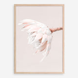 Shop Pastel Protea II Photo Art Print a floral themed photography wall art print from The Print Emporium wall artwork collection - Buy Australian made fine art poster and framed prints for the home and your interior decor room, TPE-599-AP