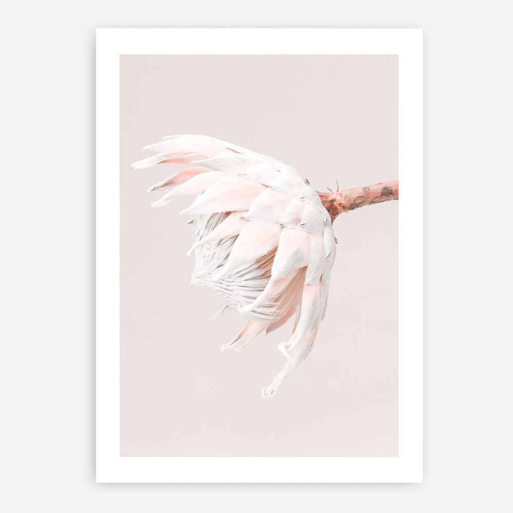 Shop Pastel Protea II Photo Art Print a floral themed photography wall art print from The Print Emporium wall artwork collection - Buy Australian made fine art poster and framed prints for the home and your interior decor room, TPE-599-AP