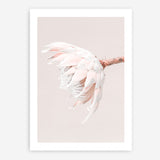 Shop Pastel Protea II Photo Art Print a floral themed photography wall art print from The Print Emporium wall artwork collection - Buy Australian made fine art poster and framed prints for the home and your interior decor room, TPE-599-AP