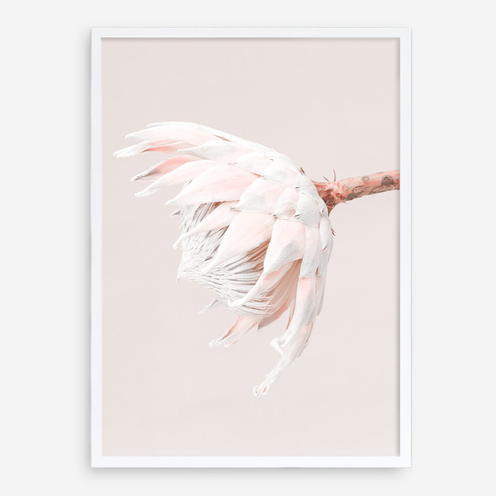 Shop Pastel Protea II Photo Art Print a floral themed photography wall art print from The Print Emporium wall artwork collection - Buy Australian made fine art poster and framed prints for the home and your interior decor room, TPE-599-AP