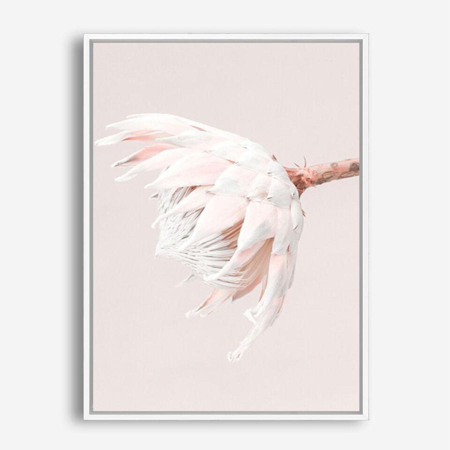 Shop Pastel Protea II Photo Canvas Print a floral themed photography framed stretched canvas print from The Print Emporium wall artwork collection - Buy Australian made prints for the home and your interior decor space, TPE-599-CA-35X46-NF