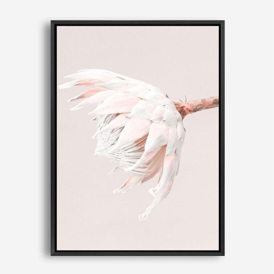 Shop Pastel Protea II Photo Canvas Print a floral themed photography framed stretched canvas print from The Print Emporium wall artwork collection - Buy Australian made prints for the home and your interior decor space, TPE-599-CA-35X46-NF
