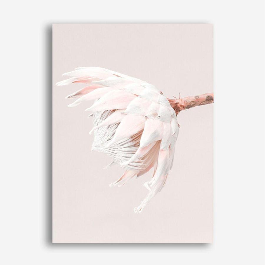 Shop Pastel Protea II Photo Canvas Print a floral themed photography framed stretched canvas print from The Print Emporium wall artwork collection - Buy Australian made prints for the home and your interior decor space, TPE-599-CA-35X46-NF