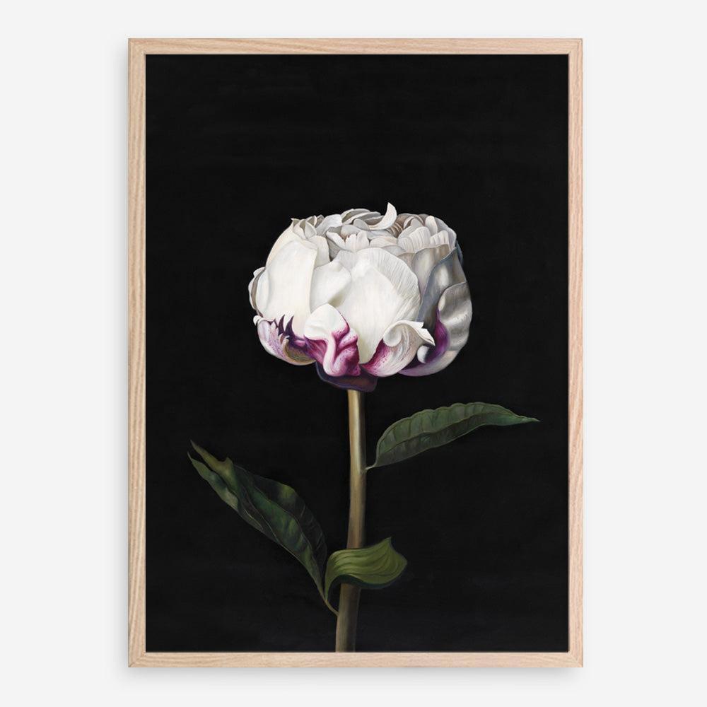 Shop Peony Art Print a floral themed painted wall art print from The Print Emporium wall artwork collection - Buy Australian made fine art painting style poster and framed prints for the home and your interior decor room, TPE-024-AP