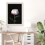 Shop Peony Art Print a floral themed painted wall art print from The Print Emporium wall artwork collection - Buy Australian made fine art painting style poster and framed prints for the home and your interior decor room, TPE-024-AP