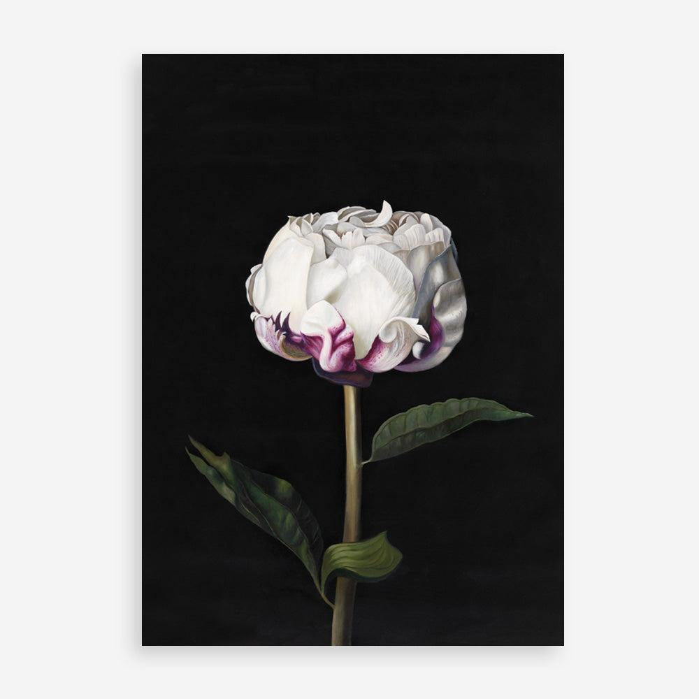 Shop Peony Art Print a floral themed painted wall art print from The Print Emporium wall artwork collection - Buy Australian made fine art painting style poster and framed prints for the home and your interior decor room, TPE-024-AP