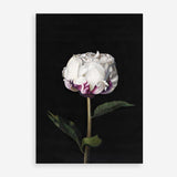 Shop Peony Art Print a floral themed painted wall art print from The Print Emporium wall artwork collection - Buy Australian made fine art painting style poster and framed prints for the home and your interior decor room, TPE-024-AP