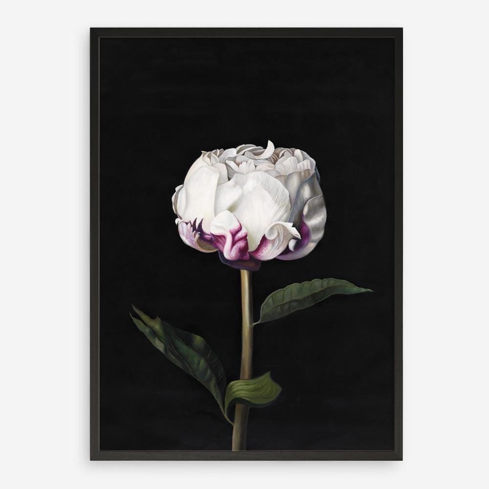 Shop Peony Art Print a floral themed painted wall art print from The Print Emporium wall artwork collection - Buy Australian made fine art painting style poster and framed prints for the home and your interior decor room, TPE-024-AP