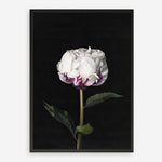 Shop Peony Art Print a floral themed painted wall art print from The Print Emporium wall artwork collection - Buy Australian made fine art painting style poster and framed prints for the home and your interior decor room, TPE-024-AP