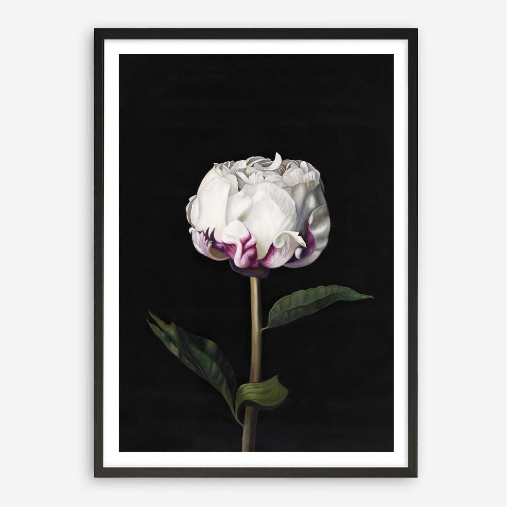Shop Peony Art Print a floral themed painted wall art print from The Print Emporium wall artwork collection - Buy Australian made fine art painting style poster and framed prints for the home and your interior decor room, TPE-024-AP