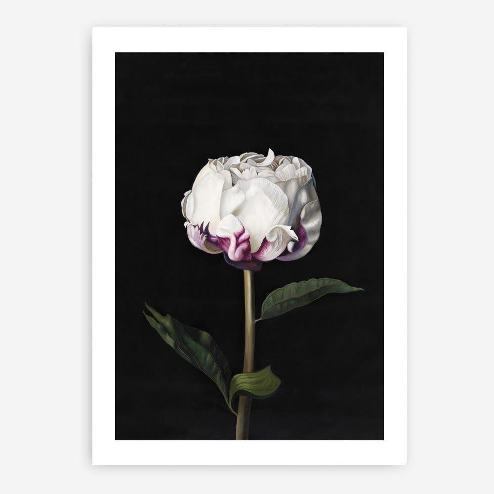 Shop Peony Art Print a floral themed painted wall art print from The Print Emporium wall artwork collection - Buy Australian made fine art painting style poster and framed prints for the home and your interior decor room, TPE-024-AP