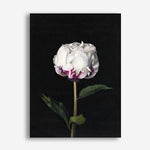 Shop Peony Canvas Print a floral themed painted framed canvas wall art print from The Print Emporium artwork collection - Buy Australian made fine art painting style stretched canvas prints for the home and your interior decor space, TPE-024-CA-35X46-NF