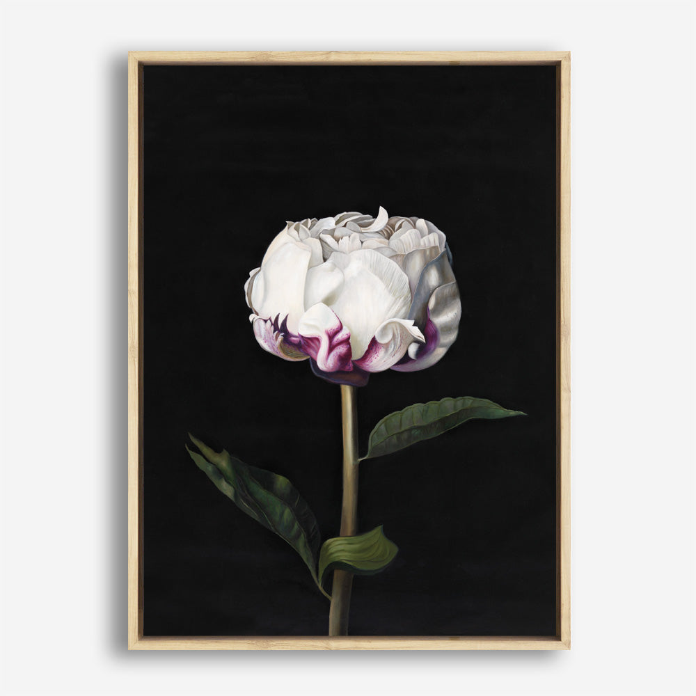 Shop Peony Canvas Print a floral themed painted framed canvas wall art print from The Print Emporium artwork collection - Buy Australian made fine art painting style stretched canvas prints for the home and your interior decor space, TPE-024-CA-35X46-NF