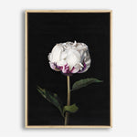 Shop Peony Canvas Print a floral themed painted framed canvas wall art print from The Print Emporium artwork collection - Buy Australian made fine art painting style stretched canvas prints for the home and your interior decor space, TPE-024-CA-35X46-NF
