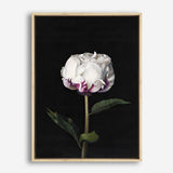 Shop Peony Canvas Print a floral themed painted framed canvas wall art print from The Print Emporium artwork collection - Buy Australian made fine art painting style stretched canvas prints for the home and your interior decor space, TPE-024-CA-35X46-NF