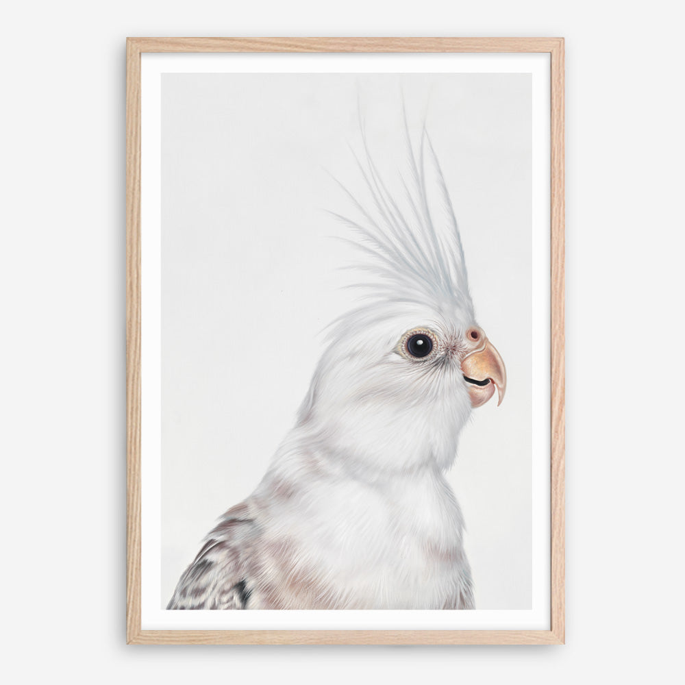 Shop Pia The White Cockatiel Art Print a painted bird themed wall art print from The Print Emporium wall artwork collection - Buy Australian made fine art painting style poster and framed prints for the home and your interior decor room, TPE-219-AP