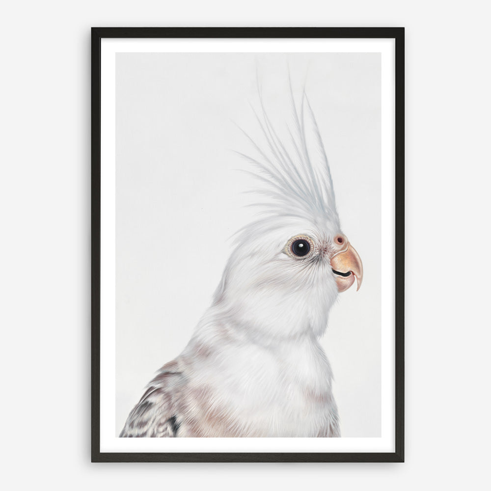 Shop Pia The White Cockatiel Art Print a painted bird themed wall art print from The Print Emporium wall artwork collection - Buy Australian made fine art painting style poster and framed prints for the home and your interior decor room, TPE-219-AP