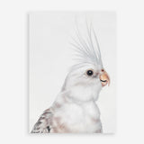 Shop Pia The White Cockatiel Art Print a painted bird themed wall art print from The Print Emporium wall artwork collection - Buy Australian made fine art painting style poster and framed prints for the home and your interior decor room, TPE-219-AP