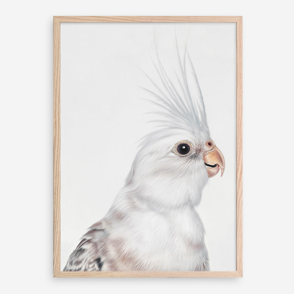 Shop Pia The White Cockatiel Art Print a painted bird themed wall art print from The Print Emporium wall artwork collection - Buy Australian made fine art painting style poster and framed prints for the home and your interior decor room, TPE-219-AP