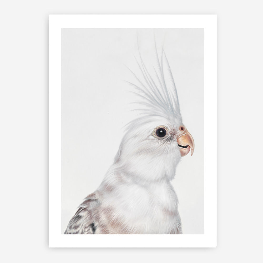 Shop Pia The White Cockatiel Art Print a painted bird themed wall art print from The Print Emporium wall artwork collection - Buy Australian made fine art painting style poster and framed prints for the home and your interior decor room, TPE-219-AP