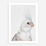 Shop Pia The White Cockatiel Art Print a painted bird themed wall art print from The Print Emporium wall artwork collection - Buy Australian made fine art painting style poster and framed prints for the home and your interior decor room, TPE-219-AP