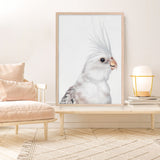 Shop Pia The White Cockatiel Art Print a painted bird themed wall art print from The Print Emporium wall artwork collection - Buy Australian made fine art painting style poster and framed prints for the home and your interior decor room, TPE-219-AP
