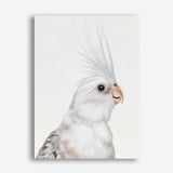 Shop Pia The White Cockatiel Canvas Print a painted bird themed framed canvas wall art print from The Print Emporium artwork collection - Buy Australian made fine art painting style stretched canvas prints for the home and your interior decor space, TPE-219-CA-35X46-NF