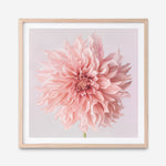 Shop Pink Dahlia Flower (Square) Art Print a floral themed painted wall art print from The Print Emporium wall artwork collection - Buy Australian made fine art painting style poster and framed prints for the home and your interior decor room, TPE-197-AP