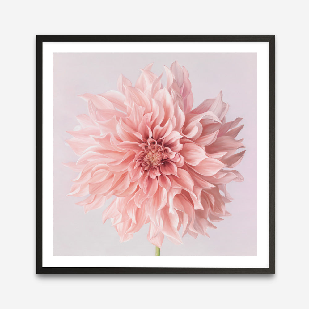 Shop Pink Dahlia Flower (Square) Art Print a floral themed painted wall art print from The Print Emporium wall artwork collection - Buy Australian made fine art painting style poster and framed prints for the home and your interior decor room, TPE-197-AP