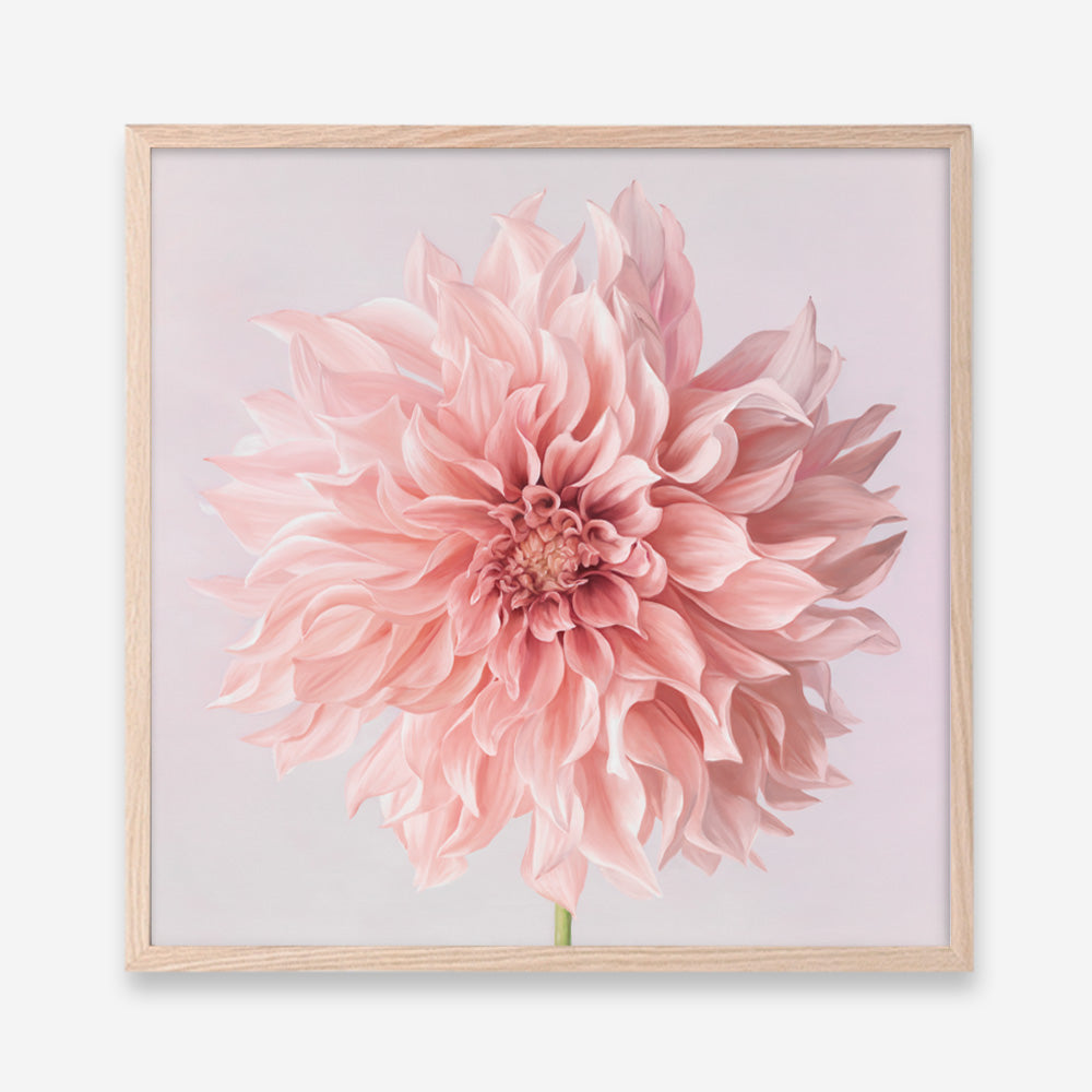 Shop Pink Dahlia Flower (Square) Art Print a floral themed painted wall art print from The Print Emporium wall artwork collection - Buy Australian made fine art painting style poster and framed prints for the home and your interior decor room, TPE-197-AP