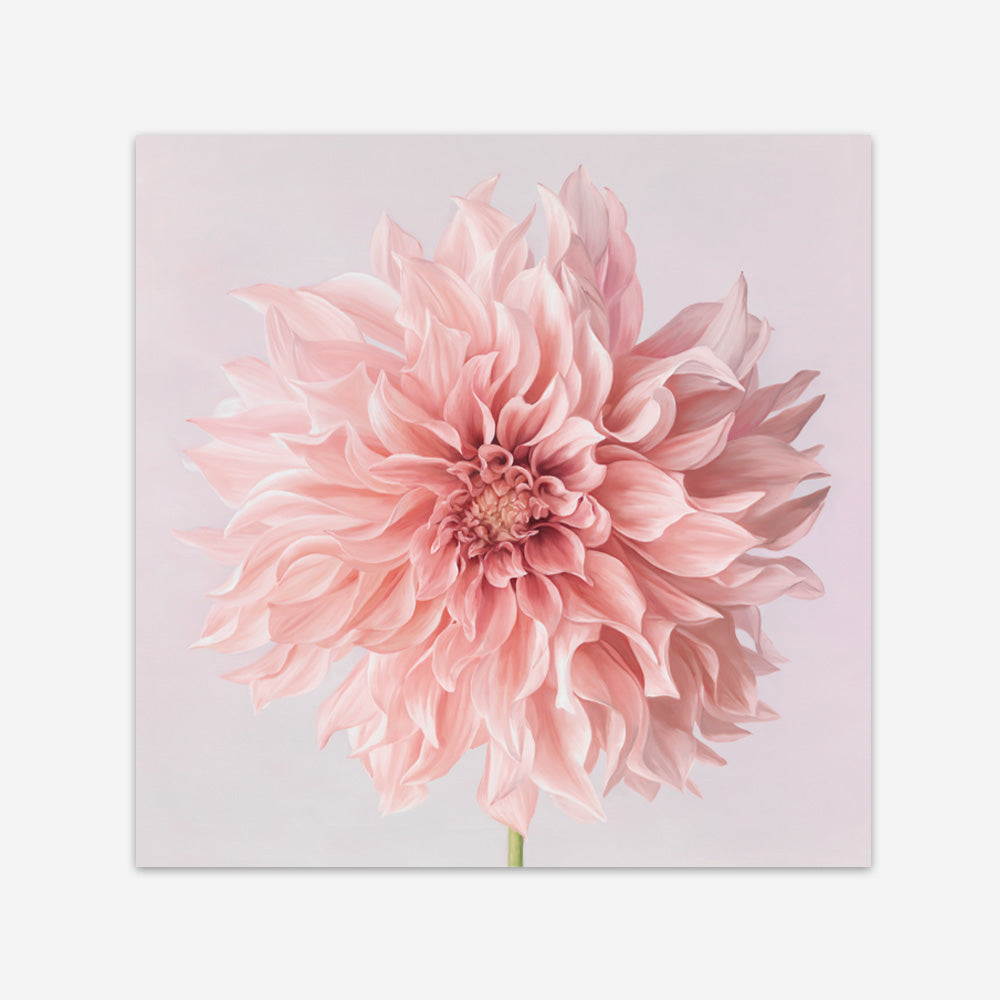 Shop Pink Dahlia Flower (Square) Art Print a floral themed painted wall art print from The Print Emporium wall artwork collection - Buy Australian made fine art painting style poster and framed prints for the home and your interior decor room, TPE-197-AP