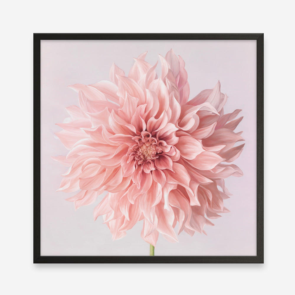 Shop Pink Dahlia Flower (Square) Art Print a floral themed painted wall art print from The Print Emporium wall artwork collection - Buy Australian made fine art painting style poster and framed prints for the home and your interior decor room, TPE-197-AP