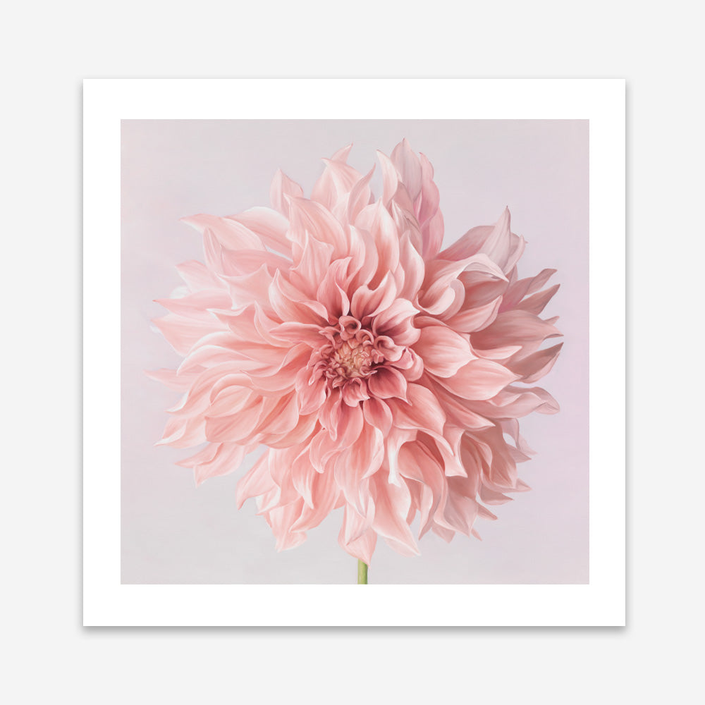 Shop Pink Dahlia Flower (Square) Art Print a floral themed painted wall art print from The Print Emporium wall artwork collection - Buy Australian made fine art painting style poster and framed prints for the home and your interior decor room, TPE-197-AP