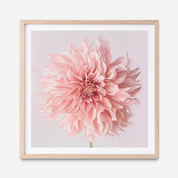 Shop Pink Dahlia Flower (Square) Art Print a floral themed painted wall art print from The Print Emporium wall artwork collection - Buy Australian made fine art painting style poster and framed prints for the home and your interior decor room, TPE-197-AP