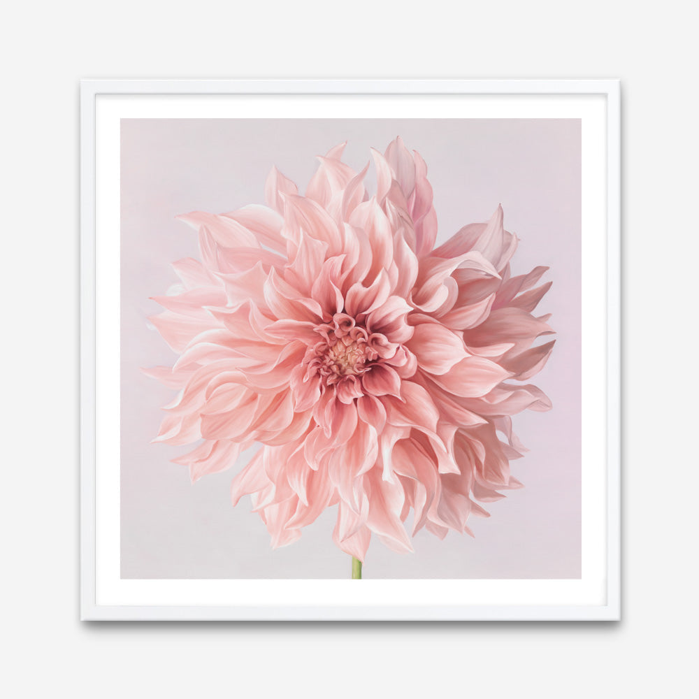 Shop Pink Dahlia Flower (Square) Art Print a floral themed painted wall art print from The Print Emporium wall artwork collection - Buy Australian made fine art painting style poster and framed prints for the home and your interior decor room, TPE-197-AP