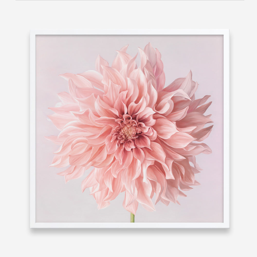Shop Pink Dahlia Flower (Square) Art Print a floral themed painted wall art print from The Print Emporium wall artwork collection - Buy Australian made fine art painting style poster and framed prints for the home and your interior decor room, TPE-197-AP