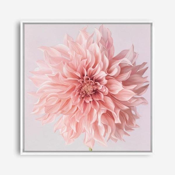 Shop Pink Dahlia (Square) Canvas Print a floral themed painted framed canvas wall art print from The Print Emporium artwork collection - Buy Australian made fine art painting style stretched canvas prints for the home and your interior decor space, TPE-197-CA-40X40-NF
