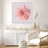 Shop Pink Dahlia (Square) Canvas Print a floral themed painted framed canvas wall art print from The Print Emporium artwork collection - Buy Australian made fine art painting style stretched canvas prints for the home and your interior decor space, TPE-197-CA-40X40-NF