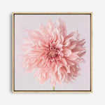 Shop Pink Dahlia (Square) Canvas Print a floral themed painted framed canvas wall art print from The Print Emporium artwork collection - Buy Australian made fine art painting style stretched canvas prints for the home and your interior decor space, TPE-197-CA-40X40-NF